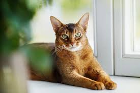 These are the main reasons why, for example, two siblings among themselves born in the same cattery will be offered for sale at different prices, despite the fact that they are of the same. Abyssinian Cat Pictures Personality Colors Lifespan