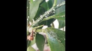 Image result for puklice na pokojových rostlinách obrázek