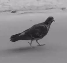 Image result for tbn:AVG8hmDwzPkQ3M::img222.imageshack.us/img222/7555/89765389sh1.gif