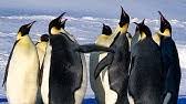 Jouez à baby penguin, le jeu en ligne gratuit sur y8.com ! Penguin Chicks Rescued By Unlikely Hero Spy In The Snow Bbc Earth Youtube