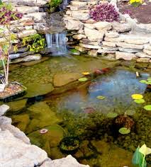 Après avoir choisi les plantes qui l'agrémenteront, voici venu le temps de trouver les poissons qui y nageront. Quels Poissons Pour Un Bassin De Jardin Truffaut