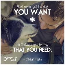 You Ll Never Get The Dog That You Want You Ll Get The Dog That You Need Cesar Millan Cesarmillan Dogs Dog Quote Dogq Dog Quotes Dogs Training Your Dog