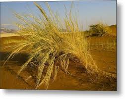 Image result for Stipagrostis