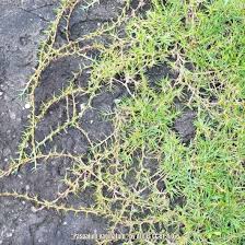 Image result for Paspalum vaginatum