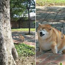 Many take the form of image macros and often feature edits to the doge image for the purposes of. Meet Doge A Washed Up Meme Yesterday A Star Today A Fat And Smelly Hobo 9gag