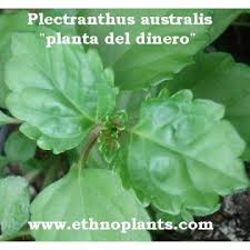 Image result for Salvadora australis