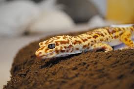 Maybe you would like to learn more about one of these? Nephilim My Chocolate Tremper Albino Leopardgecko Leopard Gecko Cute Reptiles Reptiles Pet