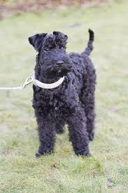 They are very happy in any space as long as they are with their owner. 19 Kerry Blue Terriers Ideas Kerry Blue Terrier Terrier Dogs