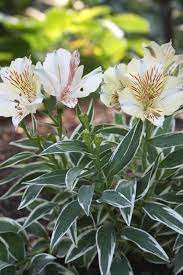 Alstroemeria Princess Fabiana Pp 17991 Fairy Garden Plants Alstroemeria Plants