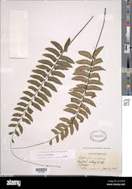 Image result for Petalidium englerianum