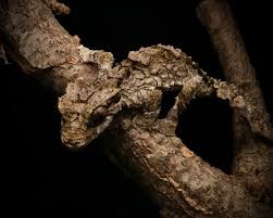 Image result for Urochloa brevispicata