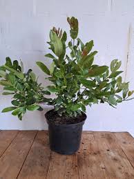 Image result for Syzygium cordatum