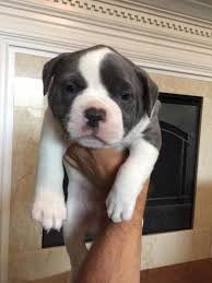 Bulldog information including personality, history, grooming, pictures, videos, and the akc breed standard. Blue American Bulldogs Fotos Facebook