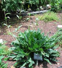 Image result for Calostephane