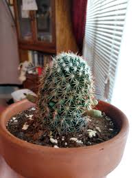 Horsetails are the fastest growing vascular plants with flowers. Does Anyone Know Why My Cactus Is Growing Lumps Are They Flowers To Be They Don T Prop When Removed Succulents