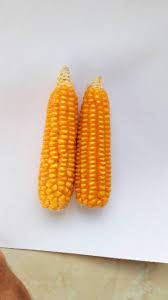 Cara merebus jagung agar mekar. Jagung Pop Corn Mentah Tanpa Pestisida Mekar Merekah 250gram Shopee Indonesia