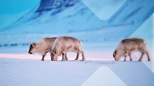 Rentiere inmitten einer Schneelandschaft