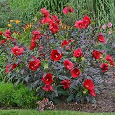 Hibiscus Midnight Marvel Hardy Hibiscus Hibiscus Plant White Flower Farm