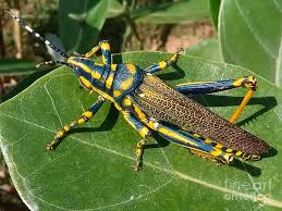 Titighodo Photograph By Kalyan Sinha It is also known as aak grasshopper or locally in few tribal areas called titighodo. titighodo by kalyan sinha