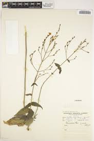 Image result for Crabbea nana