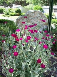 Maybe you would like to learn more about one of these? Hot Pink Flowers Grey Green Foliage Flowers Forums