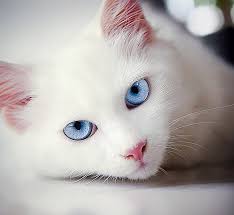 Beautiful Black And White Cat With Blue Eyes Ice Blue Eyes Gorgeous Pretty Cats White Cats Beautiful Cats