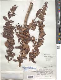 Image result for Gymnosporia pubescens