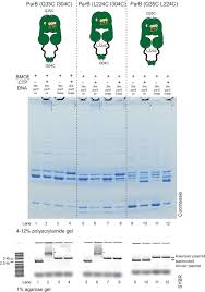 Télécharger canon ir 1133if pilote imprimante gratuit pour windows 10, windows 8, windows 7 et mac. A Ctp Dependent Gating Mechanism Enables Parb Spreading On Dna Elife