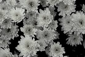 Foto di fiori in bianco e nero. Fiore In Bianco E Nero Foto Immagini Piante Fiori E Funghi Natura Foto Su Fotocommunity