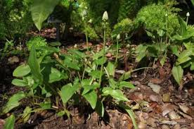 Image result for Lobelia petiolata