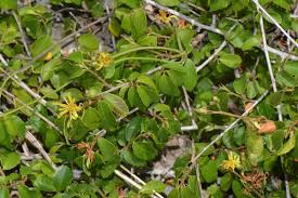 Image result for Malvaceae subfamily Grewioideae