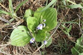 Image result for Craterostigma hirsutum