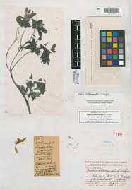 Image result for Bidens kilimandscharica
