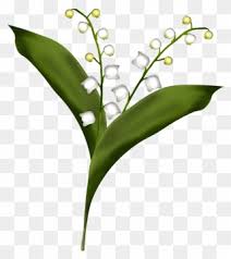 En mai, fais ce qu'il te plaît. Clipart Gratuit Muguet Dessin De Brin De Muguet Png Download 5726198 Pinclipart
