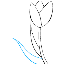 Next, add a thick stalk coming down from the rounded bottom of the shape. How To Draw A Tulip Really Easy Drawing Tutorial