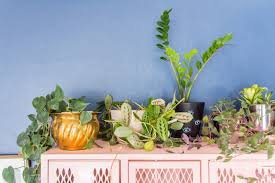 It is naturalized in eastern mexico. Zz Plant Care How To Grow Maintain Zz Plants Apartment Therapy