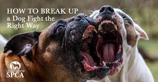 The above technique needs to be repeated many times in a row to make an impact and must take place every single time the owner comes through the door. How To Break Up A Dog Fight The Right Way