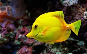 תוצאת תמונה עבור السمك