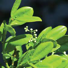 Ravensara Wild Essential Oil at Wholesale prices