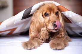 You could also cover your windows with clear plastic sheets. Electricity Off Here Are 8 Ways To Stay Warm If Your Power Is Out