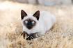 Top 8 Smartest Cat Breeds - Pet Central by Chewy
