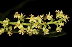 Image result for Harpephyllum afrum