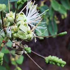 Image result for Maerua triphylla