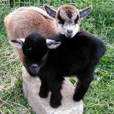 Sevimli Cute Animals Cute Baby Animals Baby Goats Pygmy
