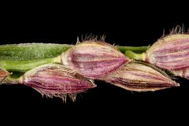 Image result for Digitaria gymnostachys