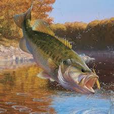 Collection Of Fishing Wallpaper On Spyder Wallpapers 1920 1080 Fishing Wallpaper 58 Wallpapers Adorable Wallpapers Fish Wallpaper Fish Wallpaper