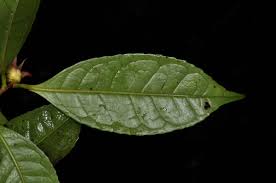 Image result for Rinorea