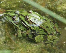 Die sind jetzt zu hunderttausenden unterwegs, um für nachwuchs zu sorgen. Froschnetz Paarung Der Amphibien Frosche Kroten