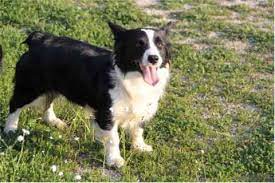 Borgi S How Cute Corgi Mix Puppies Puppies Border Collie Corgi Mix Puppies