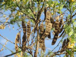 Image result for Calpurnia aurea